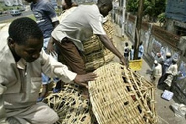 Cúm gia cầm sẽ “làm cỏ” châu Phi?