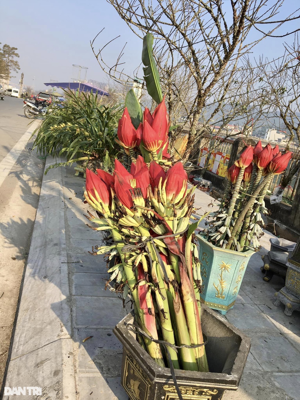 Hoa độc lạ xuất hiện tại chợ xuân Lào Cai - 2 Hoa độc lạ xuất hiện tại chợ xuân Lào Cai - 2