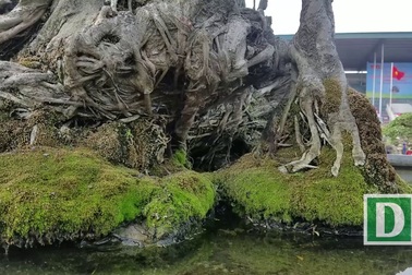 Đại gia Hà Nội đổi 10 cây vàng mua cây sanh cổ đẹp hiếm có