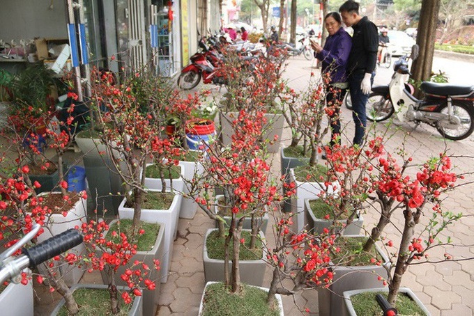 Hơn một tuần nay, dọc đường Lạc Long Quân và chợ hoa Quảng Bá (Hà Nội), mai đỏ bonsai được bày bán khá nhiều. Theo tìm hiểu đây là loại hoa được nhập từ Trung Quốc có giá dao động từ 3 – 5 triệu đồng/ chậu, những cây đẹp có thể được trả giá trên 10 triệu đồng.