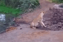 Đang nằm nghỉ, sư tử hoảng hốt lẩn trốn khi thấy con vật này xuất hiện