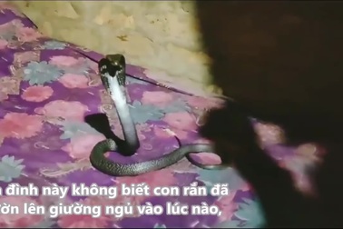 Rắn hổ mang ẩn nấp trên giường ngủ suốt đêm