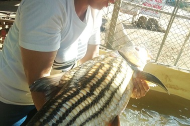 Chong đèn đi bắt cá “khủng” trên dòng dòng Sê San