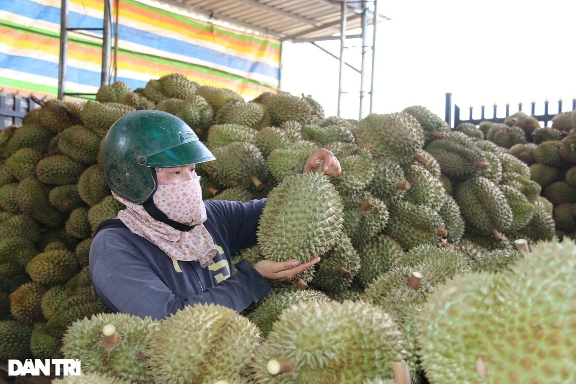 Để sầu riêng phát triển bền vững, giữ ngôi vương trong xuất khẩu rau quả - 2 Để sầu riêng phát triển bền vững, giữ ngôi vương trong xuất khẩu rau quả - 2
