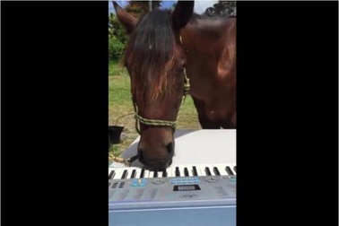 Gặp gỡ chú ngựa biết chơi piano