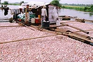 Hóa chất độc hại, xác cá thối ngập sông Sài Gòn 