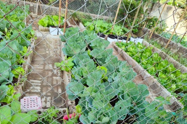 Mẹ đảm "tậu" trăm viên gạch, làm vườn rau sạch hái "mỏi tay" ở Điện Biên