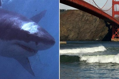 Cá mập trắng quấy phá "kình ngư"