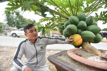 "Săn" đu đủ bonsai dáng siêu độc, quả đẻ chi chít chơi Tết