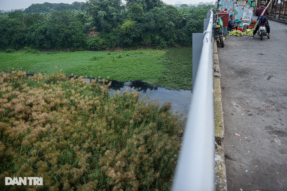 Ngất ngây cánh đồng cỏ lau bên cây cầu trăm tuổi Long Biên - 6 Ngất ngây cánh đồng cỏ lau bên cây cầu trăm tuổi Long Biên - 6
