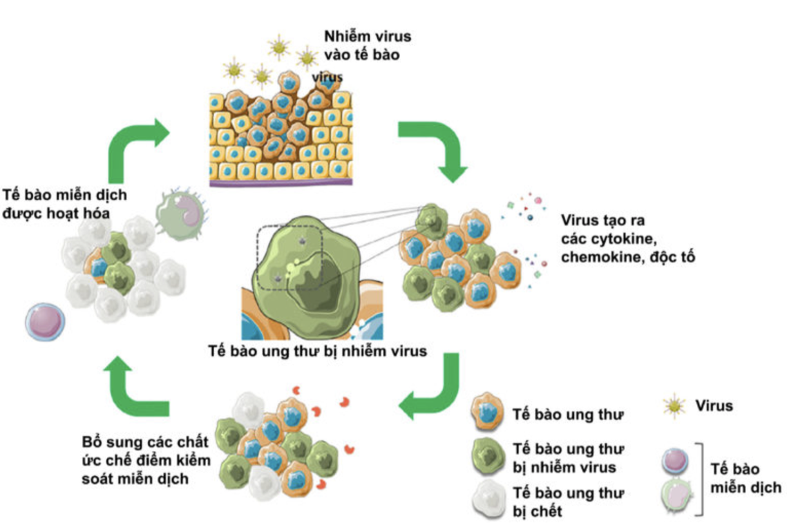 Bắt đầu tiêm virus diệt ung thư trên người: Hy vọng mới hay hão huyền? - 1 Bắt đầu tiêm virus diệt ung thư trên người: Hy vọng mới hay hão huyền? - 1