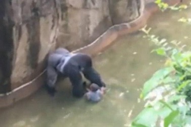 Sở thú Mỹ bắn chết khỉ đột, cứu bé trai 3 tuổi