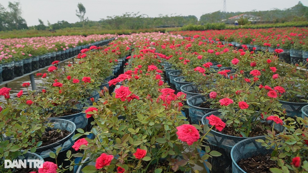 Đồng Tháp xây thành phố hoa có quảng trường 140 tỷ đồng - 3 Đồng Tháp xây thành phố hoa có quảng trường 140 tỷ đồng - 3