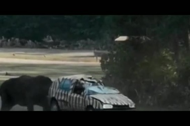 Tê giác “nổi cơn điên”, húc ô tô chở khách “lăn tròn như bi”