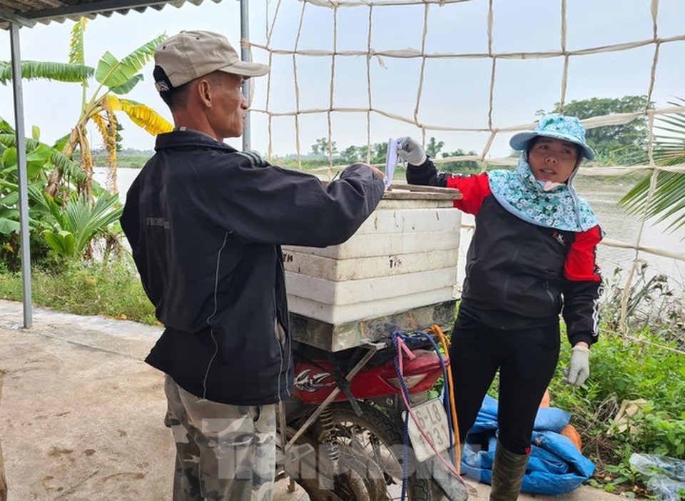 Nông dân Hải Phòng thấp thỏm lo rươi mất mùa - 8