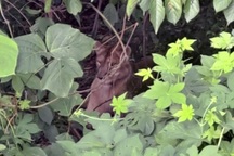 Thợ săn bắn chết sư tử cái sổng chuồng ở Hàn Quốc