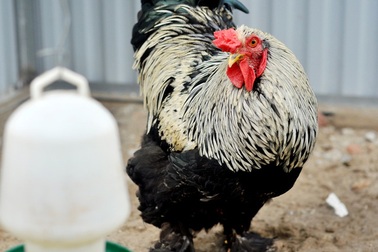 Tận mắt những giống gà “quý tộc” giá nghìn đô la của dân chơi Việt