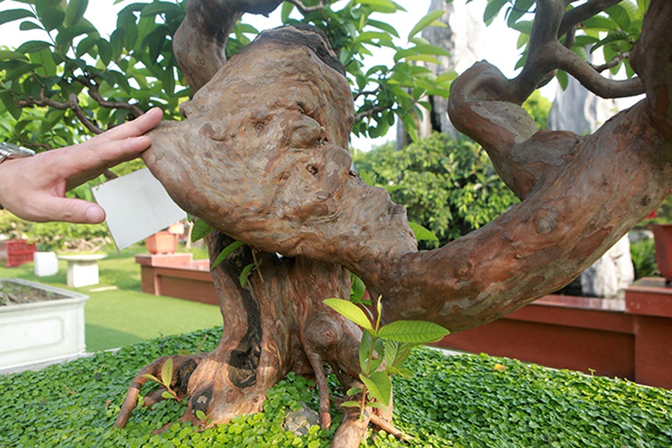 Siêu phẩm ổi có u cục kỳ quái, trả tiền tỷ vẫn không bán - 5 Siêu phẩm ổi có u cục kỳ quái, trả tiền tỷ vẫn không bán - 5