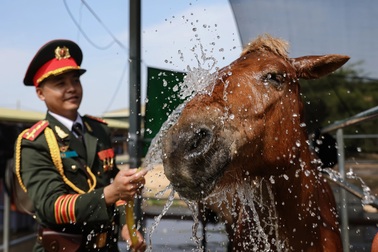 Dàn kỵ binh bước vào cao điểm huấn luyện chuẩn bị cho đại lễ 30/4 ở TPHCM