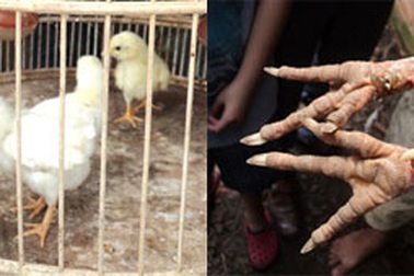 Bỏ phố lên rừng nuôi gà ngàn đô!