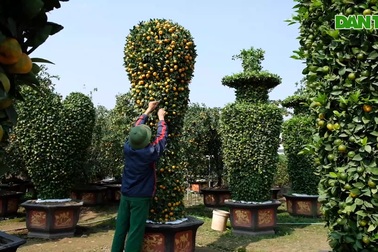 Chiêm ngưỡng cây quýt "khủng" dáng cúp vàng World Cup