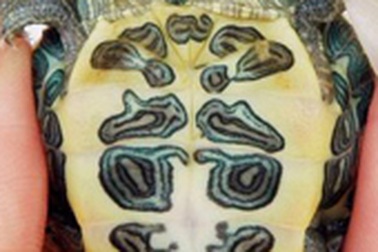 Lại phát hiện rùa hai đầu 