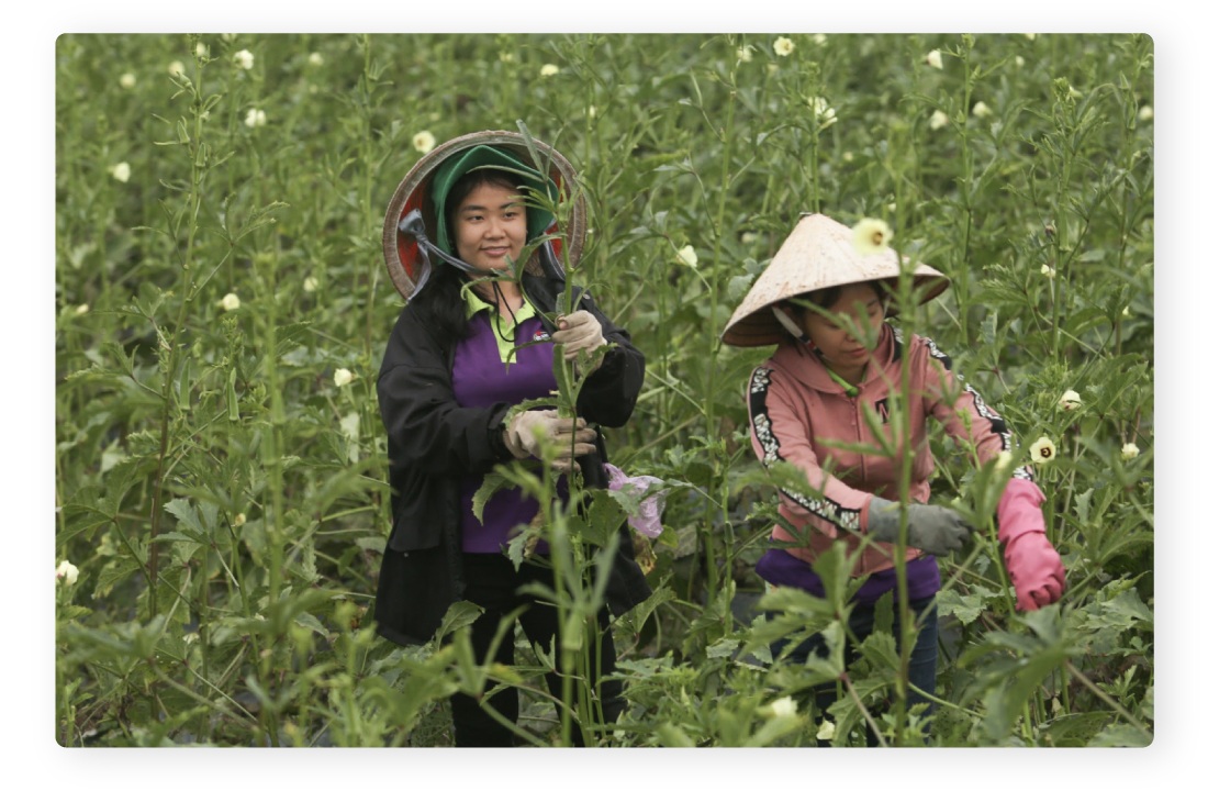 Bó rau nhúng hóa chất 60 giây, 500 tỷ đồng và nỗi sợ của CEO Vinamit - 6 Bó rau nhúng hóa chất 60 giây, 500 tỷ đồng và nỗi sợ của CEO Vinamit - 6