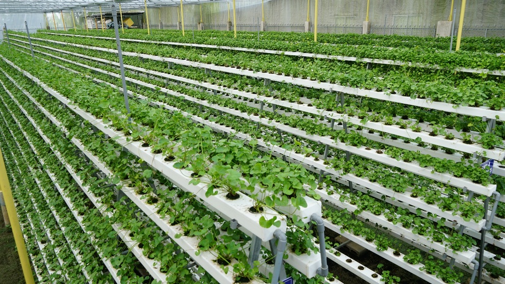 Bỏ 1,5 tỷ đồng trồng loại rau Bỏ 1,5 tỷ đồng trồng loại rau