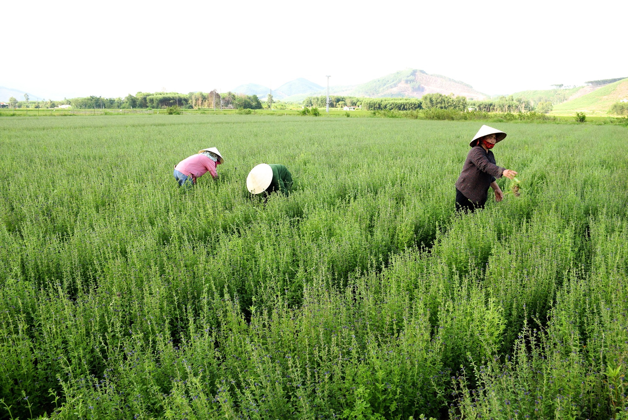 Loài cây chịu hạn, càng nắng càng xanh cho thu nhập gấp nhiều lần trồng lúa - 1