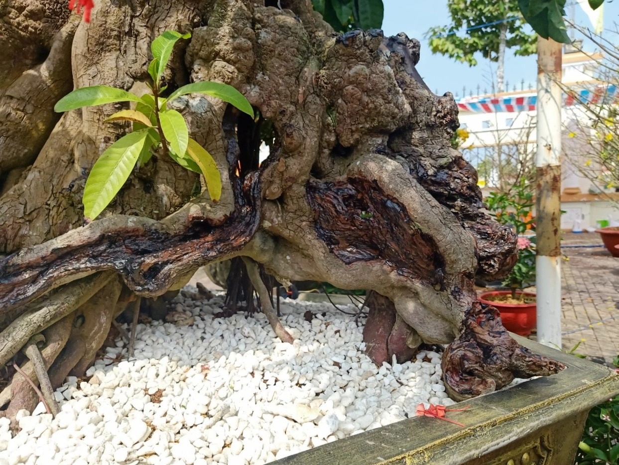 Cụ cây lêkima rao bán 5 tỷ đồng ở chợ hoa Tết xứ Công tử Bạc Liêu - 4 Cụ cây lêkima rao bán 5 tỷ đồng ở chợ hoa Tết xứ Công tử Bạc Liêu - 4