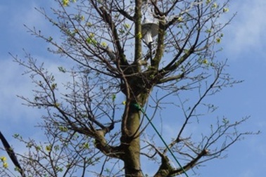 Hoa mắt với cây mai vàng “khổng lồ”