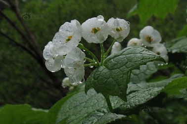 Lặng người ngắm vẻ đẹp mong manh của loài hoa "biến hình"