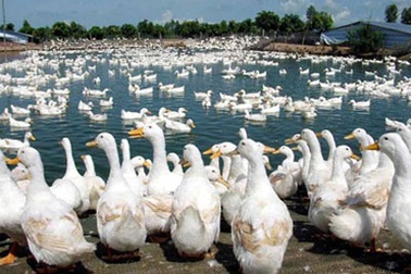 Sự biến đổi của vi rút cúm gia cầm có nguy hiểm?