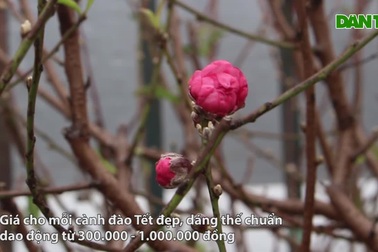 Đào Tết xuống phố sớm: Tiểu thương "hét giá" mỗi cành 1 triệu đồng