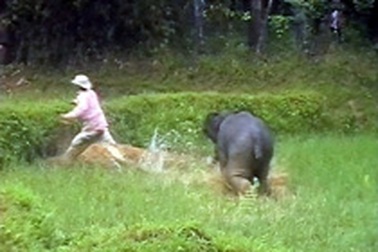 Voi dữ phá nhà, đuổi dân vòng quanh ruộng