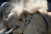 Nhân viên vườn thú thiệt mạng vì cú tấn công bất ngờ của voi