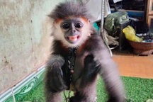 Vượt gần 1.000 km giữa đại dịch cứu hộ voọc Chà vá chân xám