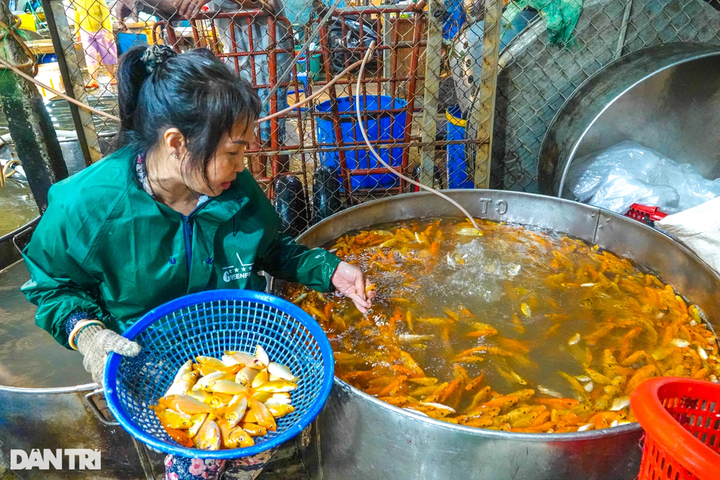 Chợ cá chép Tây Đô nhộn nhịp ngày đưa ông Táo về trời - 3 Chợ cá chép Tây Đô nhộn nhịp ngày đưa ông Táo về trời - 3