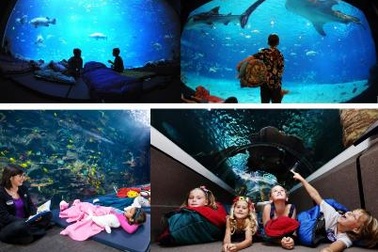 Trào lưu "ngủ dưới đáy biển" đã có mặt tại Việt Nam