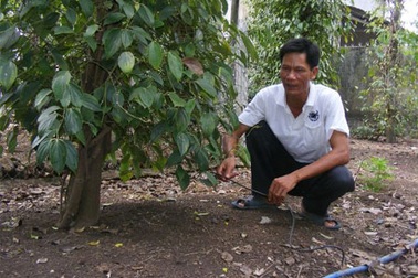 Đồng Nai có người trồng tiêu giỏi nhất thế giới