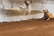 Linh dương đối mặt cùng lúc cả cá sấu lẫn sư tử và cái kết khó ngờ