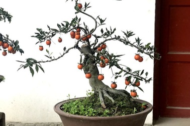Cây hồng đá bonsai: Hàng lạ Tết này, giá tiền tỷ đại gia ôm liền