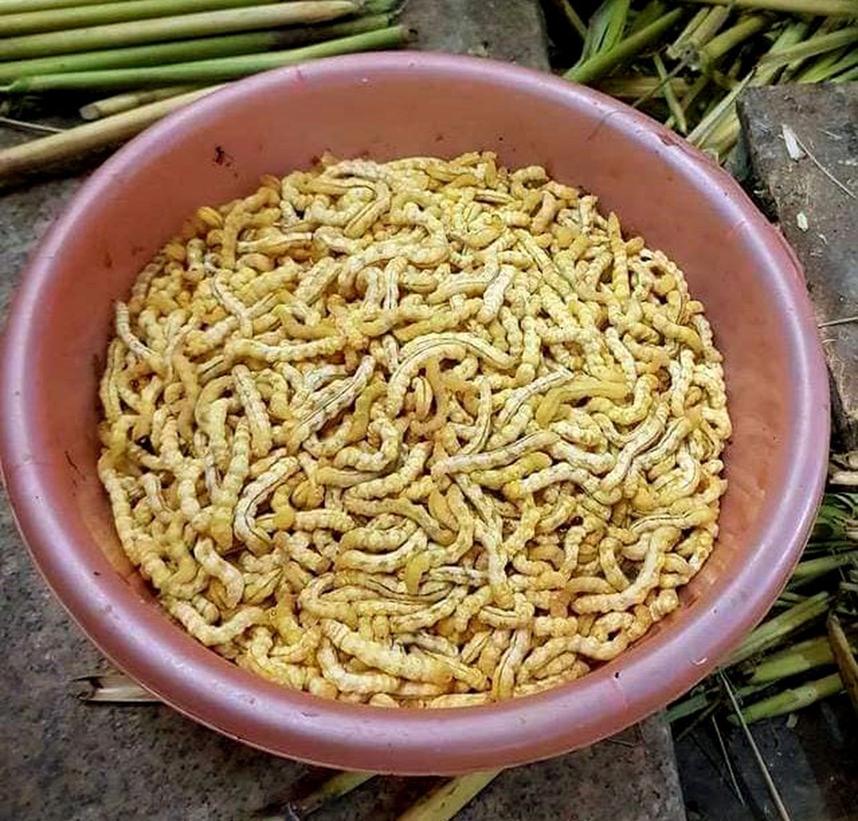 Loạt đặc sản con nhung nhúc, béo tròn, khách vừa ăn vừa sợ - 1