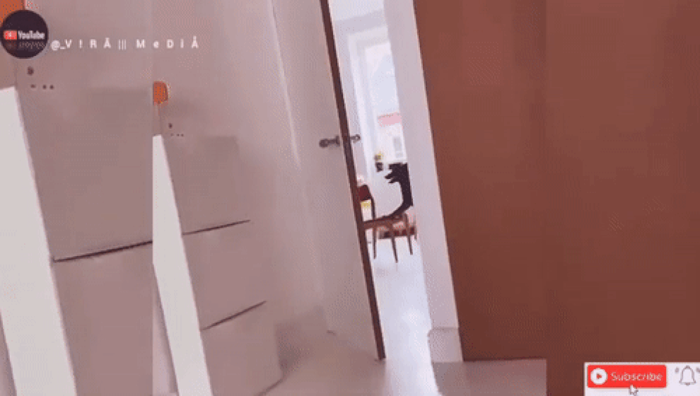 Clip chó siêu khôn kê ghế để ăn vụng thu hút hơn 3,3 triệu lượt xem - 1 Clip chó siêu khôn kê ghế để ăn vụng thu hút hơn 3,3 triệu lượt xem - 1
