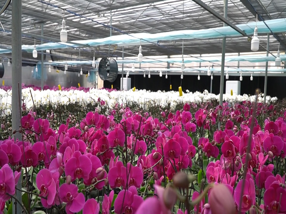 Bất ngờ với vẻ đẹp của hơn 1 vạn cây lan hồ điệp trên đỉnh Sa Mù, Quảng Trị - 9 Bất ngờ với vẻ đẹp của hơn 1 vạn cây lan hồ điệp trên đỉnh Sa Mù, Quảng Trị - 9