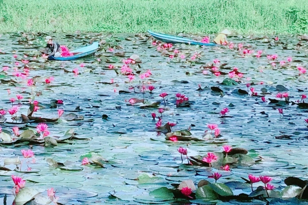 Nông dân tặng cả ruộng rau, ao cá hỗ trợ người khó khăn vùng dịch - 1 Nông dân tặng cả ruộng rau, ao cá hỗ trợ người khó khăn vùng dịch - 1