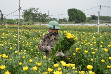 Người dân trồng hoa "dè chừng" trước vụ mùa lớn nhất năm