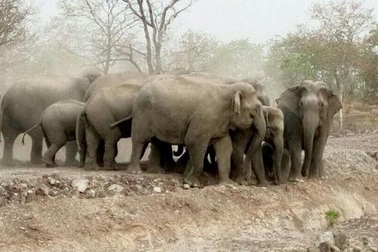 Voi rừng kéo đàn về làng, dân nơm nớp lo sợ