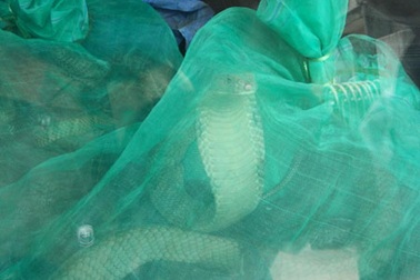 Phát hiện 4 cá thể rắn hổ mang trên tàu lửa