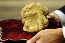 Nhà giàu chi 2 tỷ đồng mua 9 lạng nấm về ăn dần